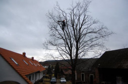 Kontrola stromů - březen 2012