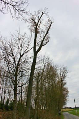 Bezpečnostní snížení vzrostlého topolu