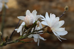 Magnolia